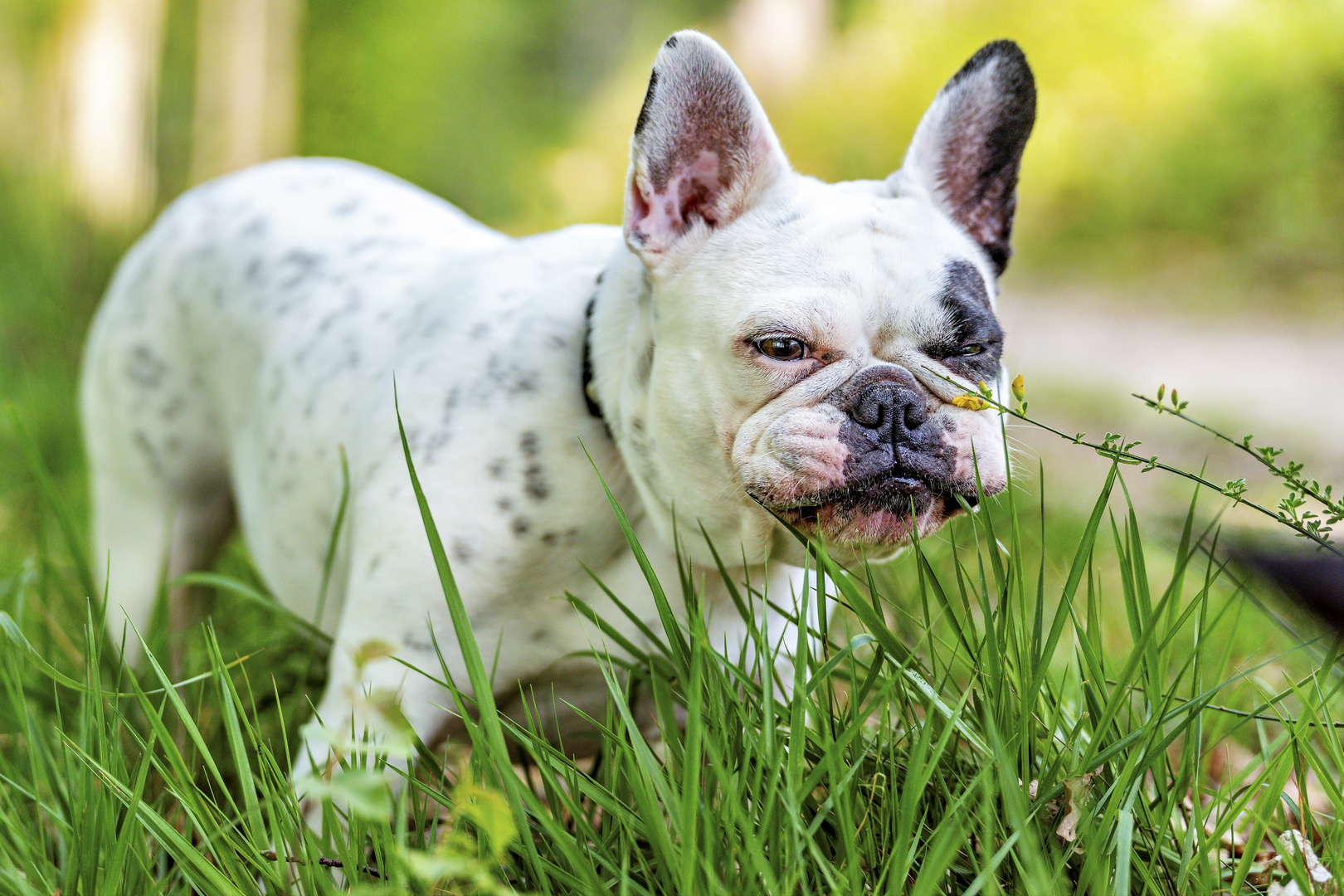 Französische Bulldogge