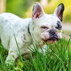 Französische Bulldogge