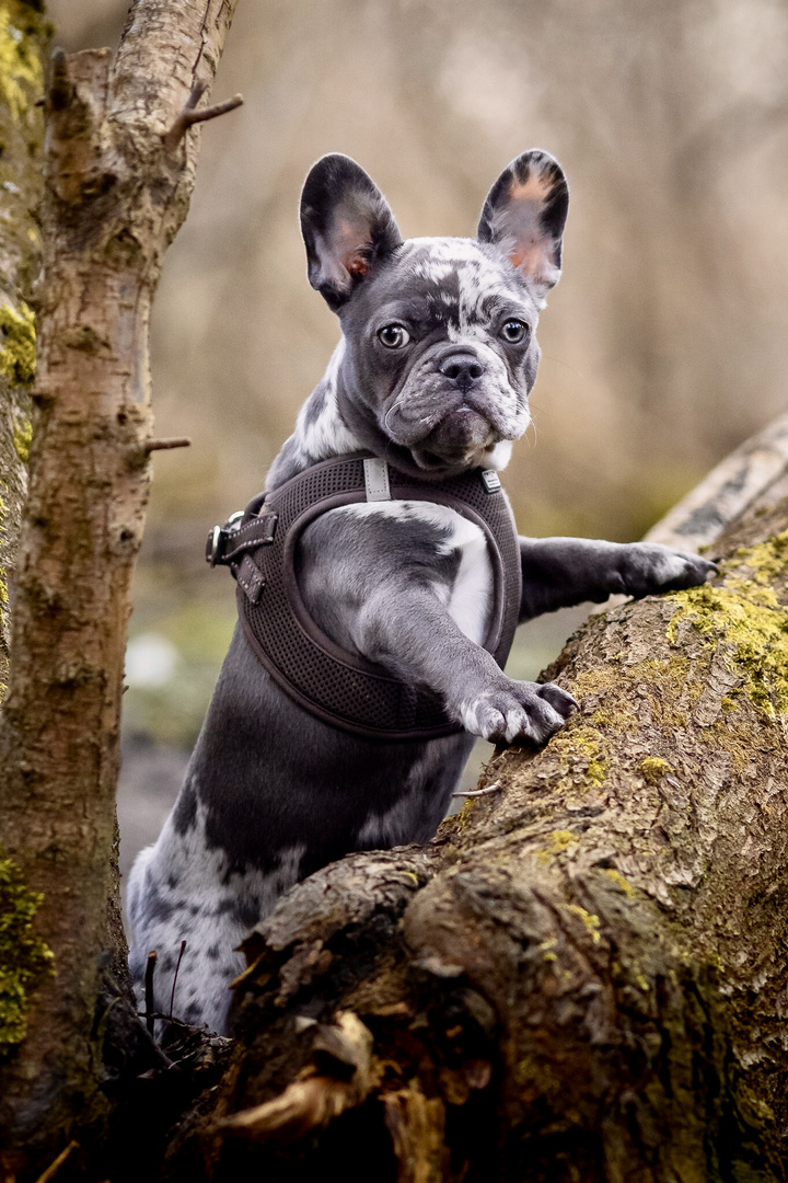 Französische Bulldogge