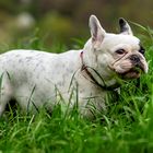 Französische Bulldogge