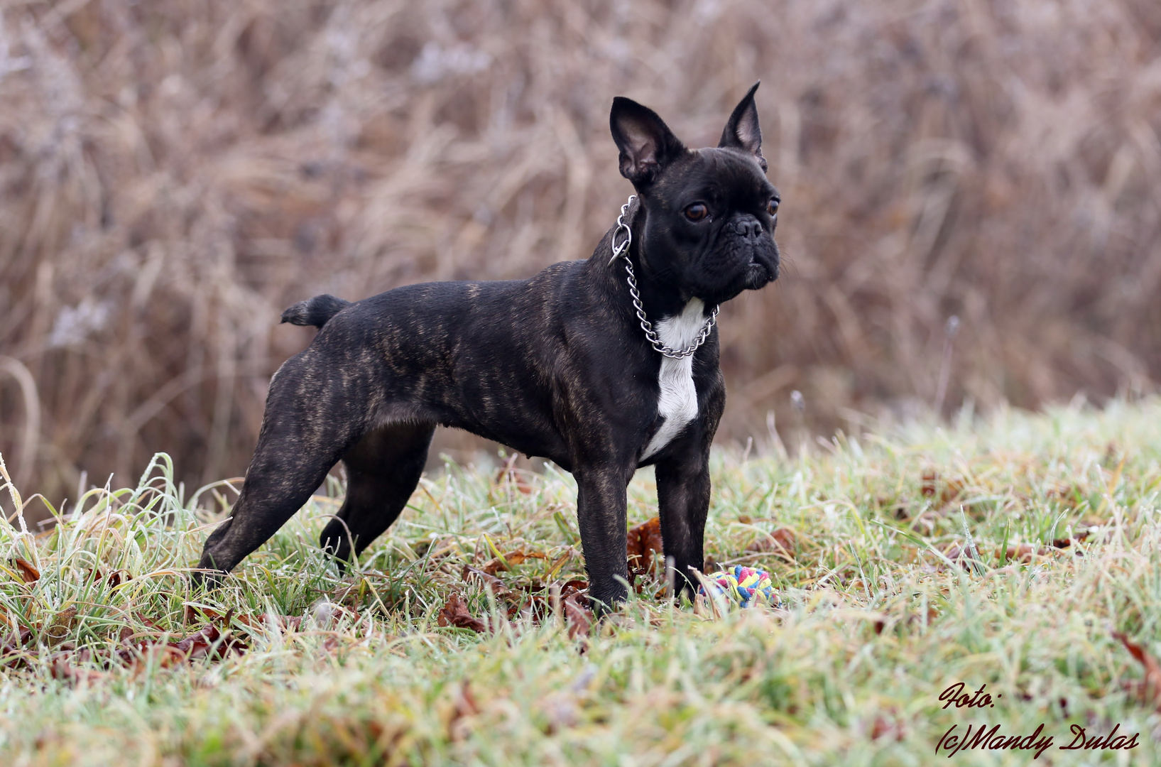 Französische Bulldogge