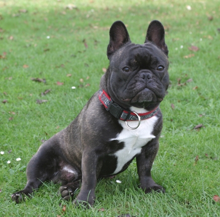 Französische Bulldogge