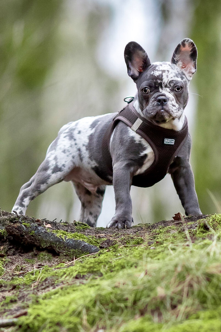 Französische Bulldogge