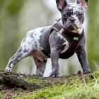 Französische Bulldogge