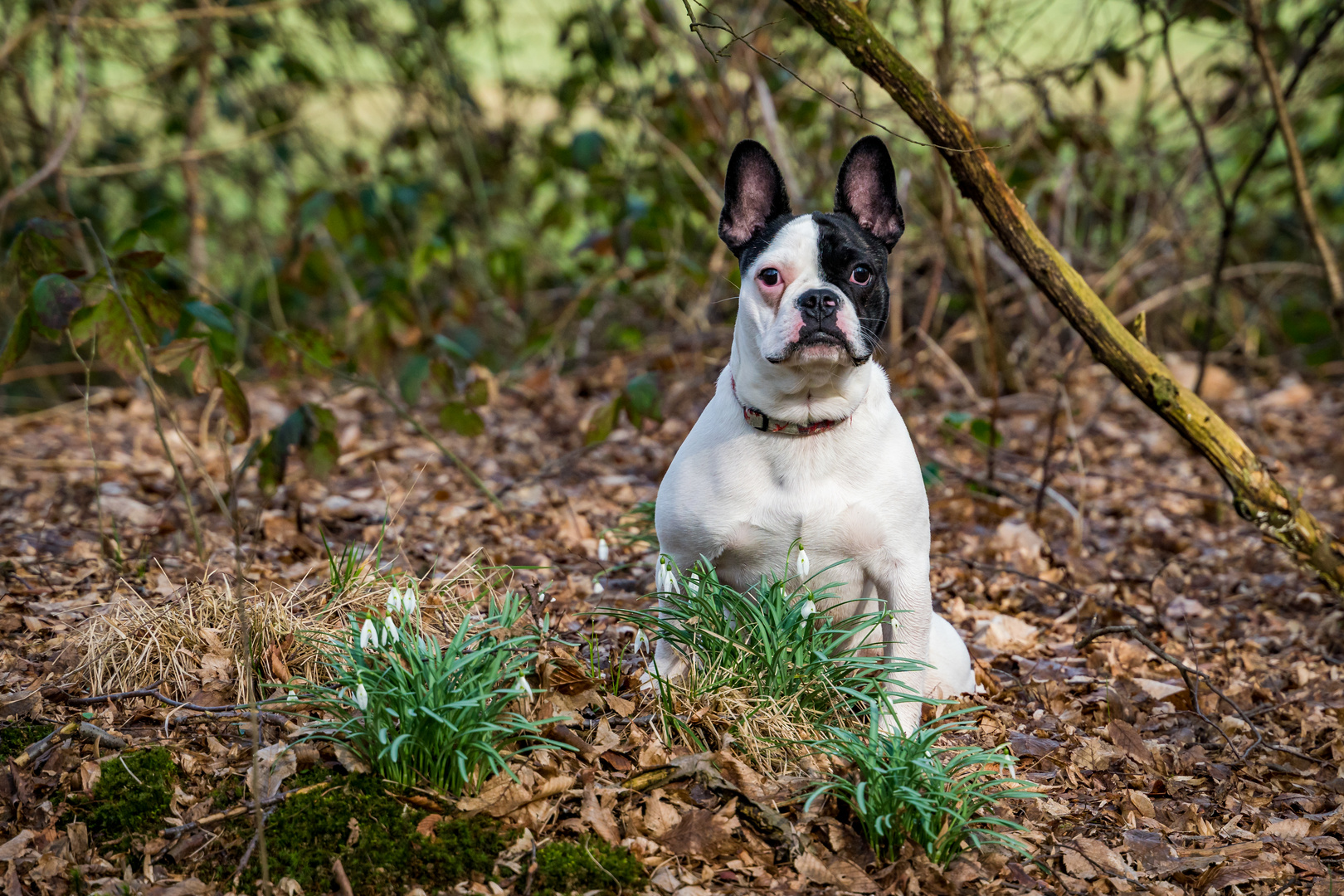 Französische Bulldogge