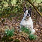 Französische Bulldogge