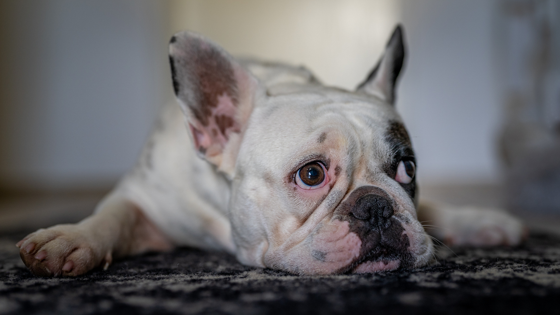 Französische Bulldogge