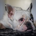 Französische Bulldogge