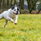 Französische Bulldogge