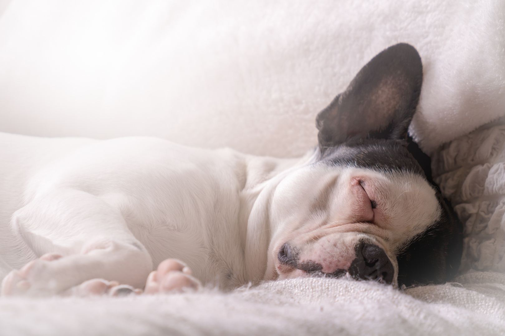 Französische Bulldogge