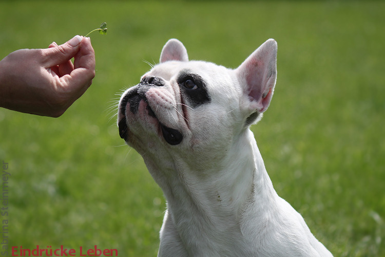 Französische Bulldogge