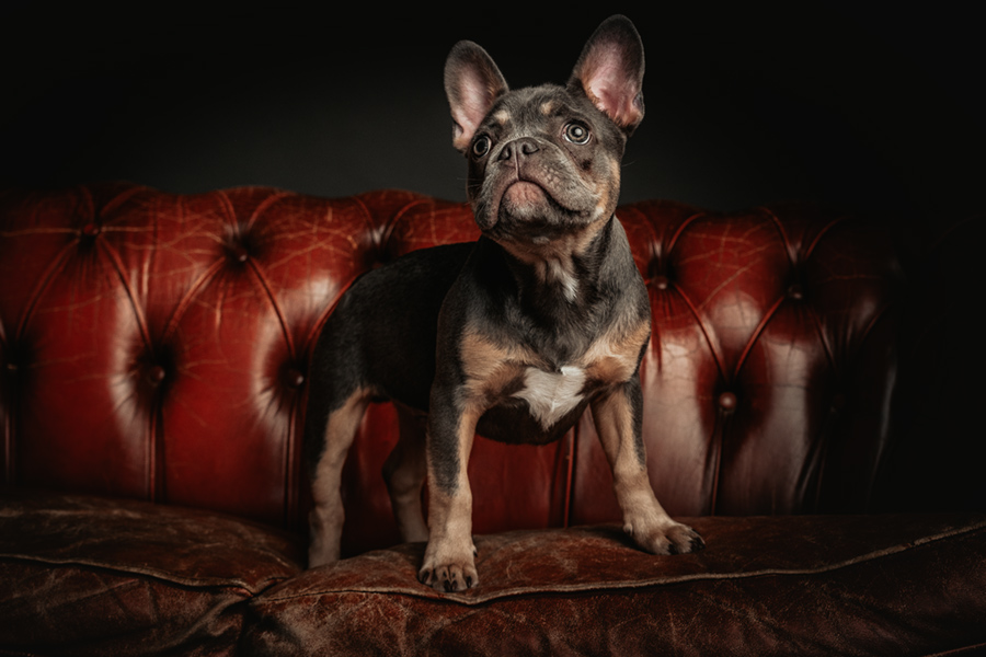 Französische Bulldogge