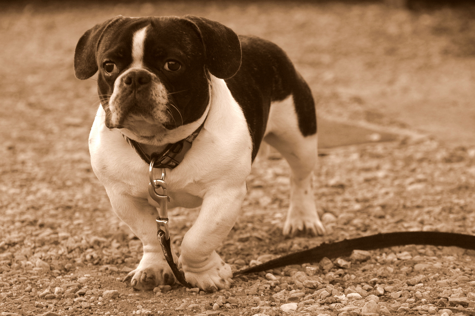 Französische Bulldogge