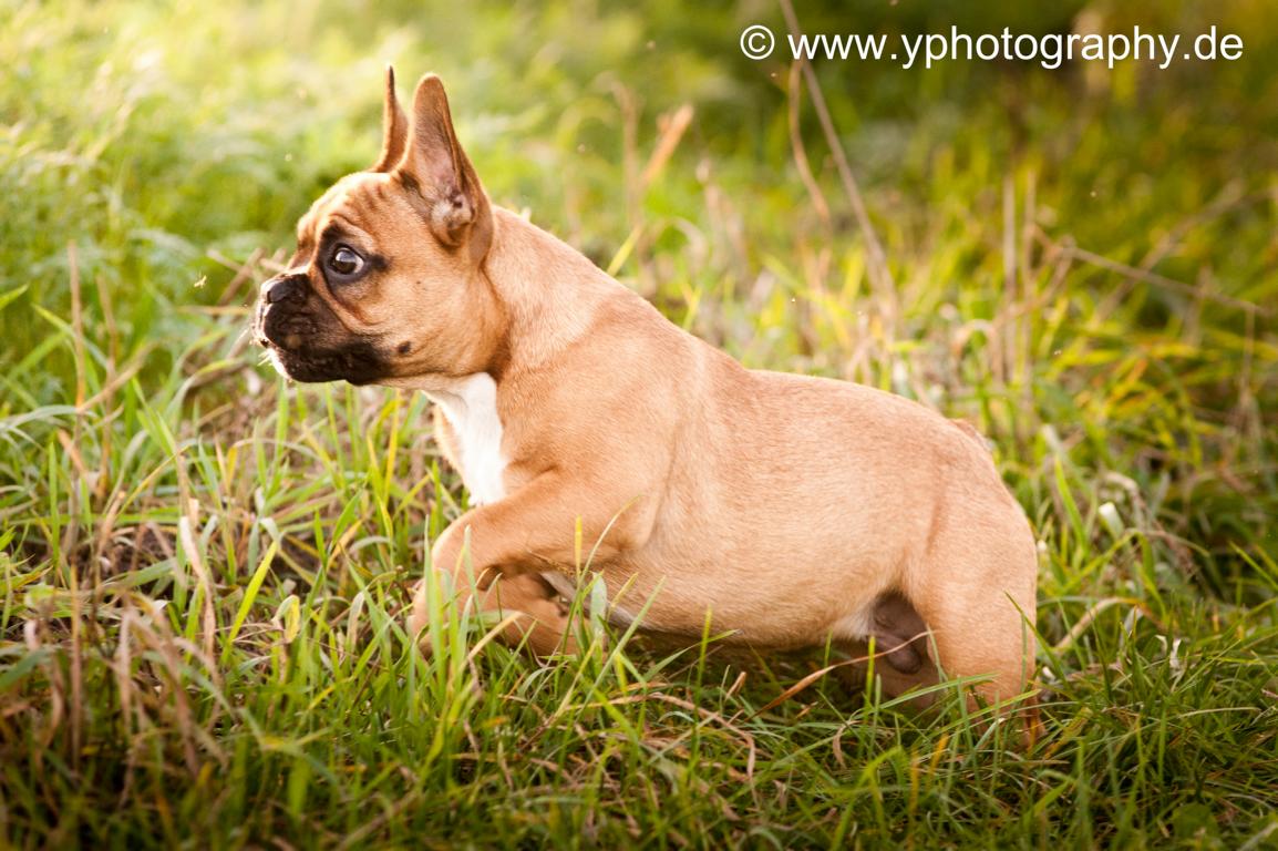 Französische Bulldogge