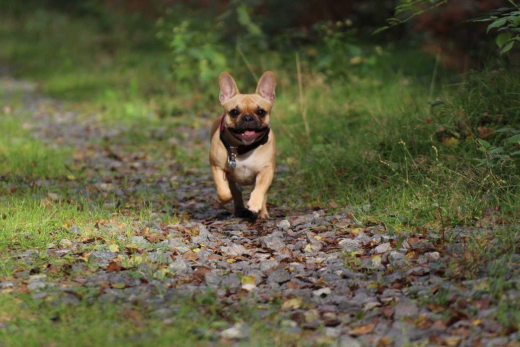 Französische Bulldogge