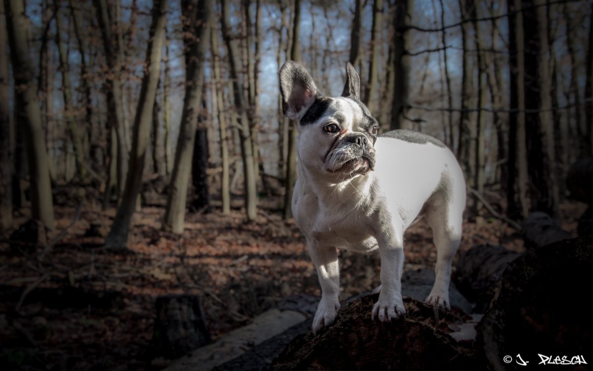 Französische Bulldogge