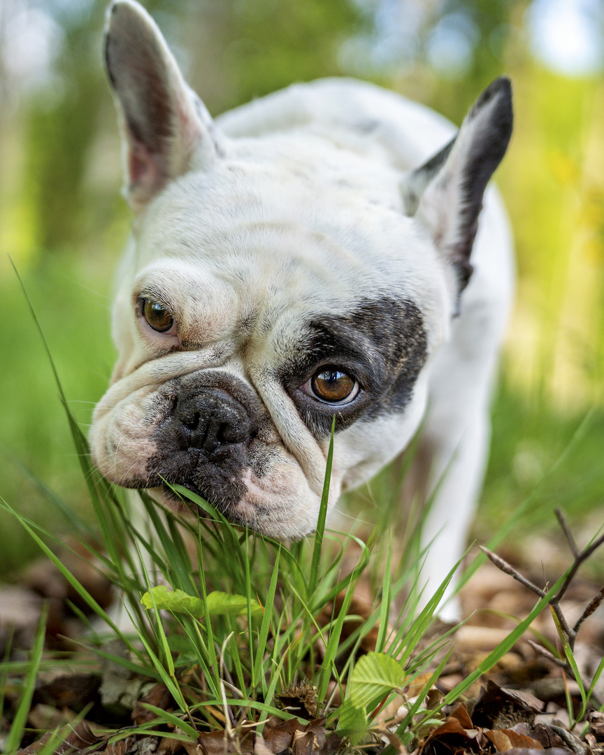 Französische Bulldogge