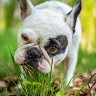 Französische Bulldogge