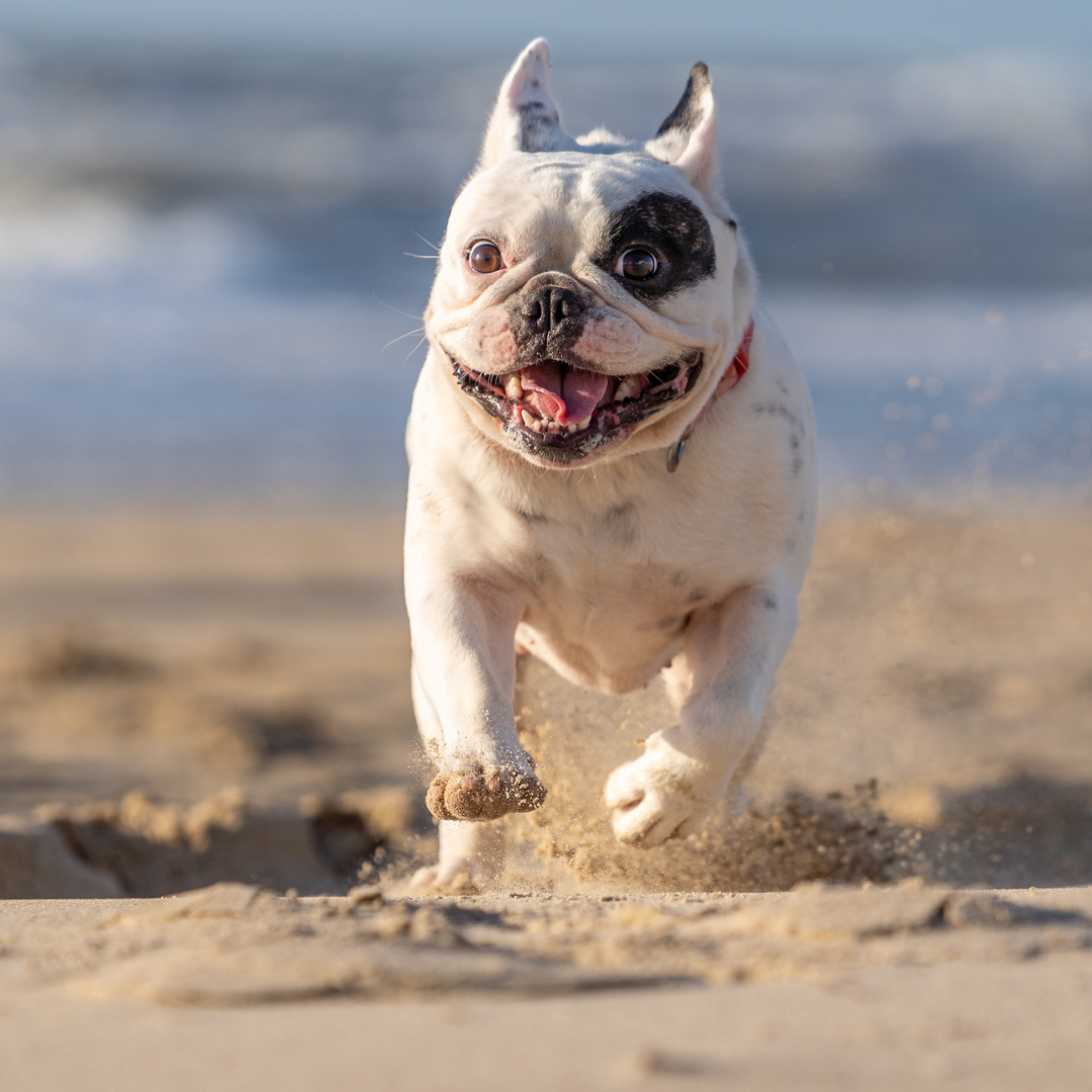 Französische Bulldogge