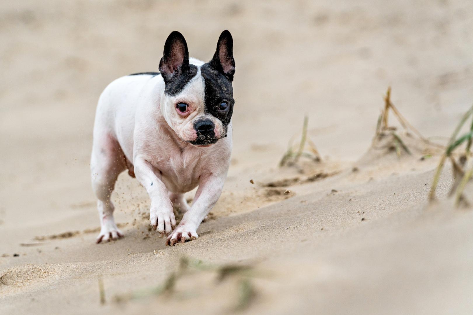 Französische Bulldogge