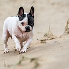 Französische Bulldogge