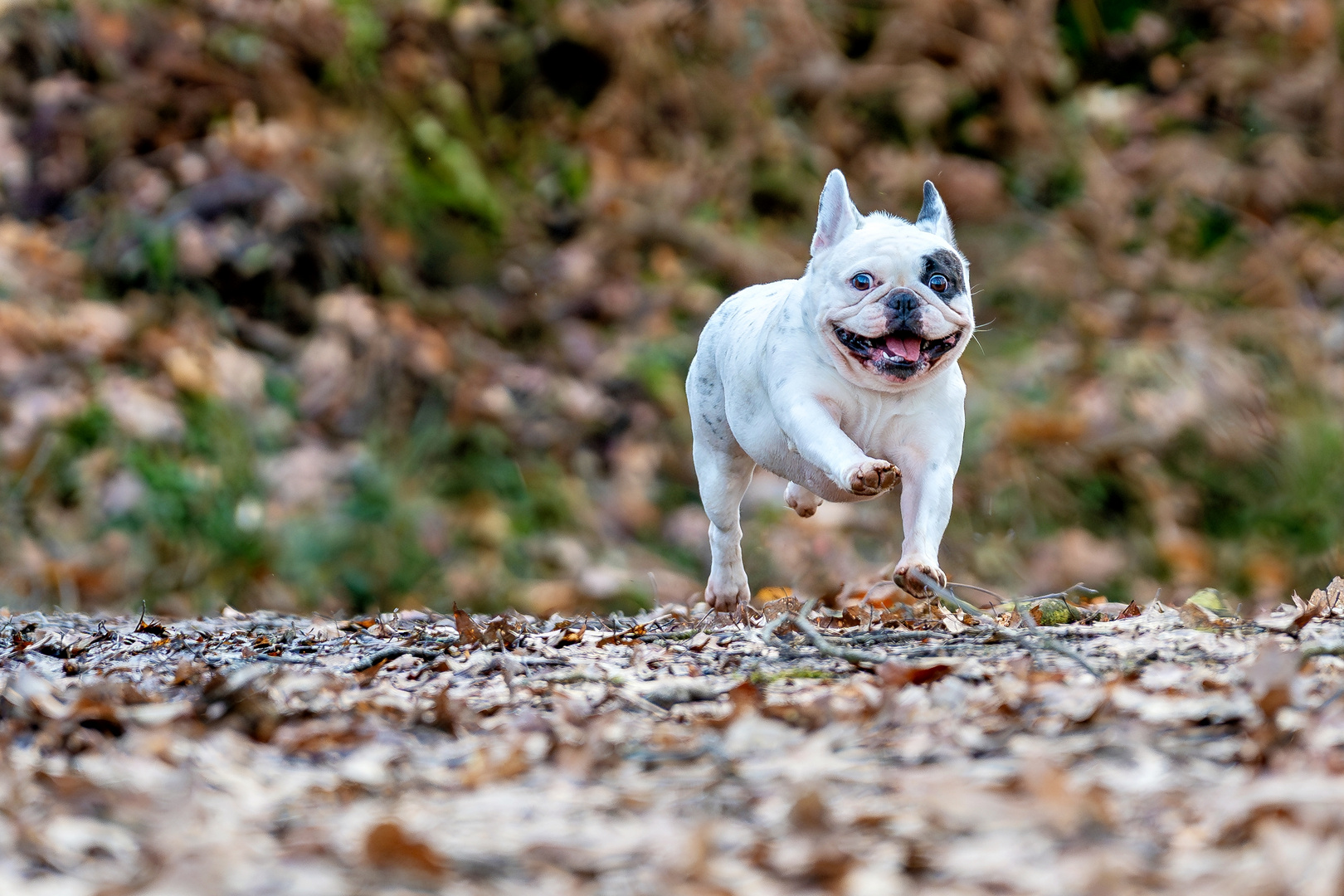 Französische Bulldogge