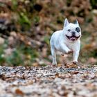 Französische Bulldogge