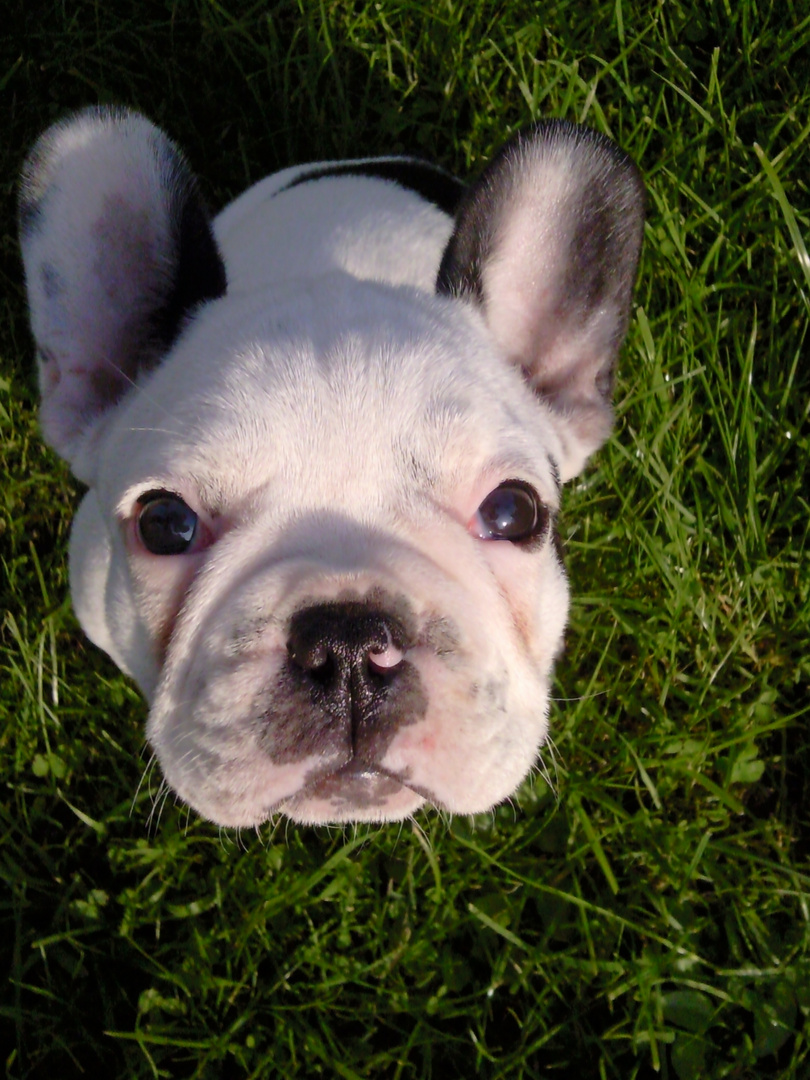 französische Bulldogge