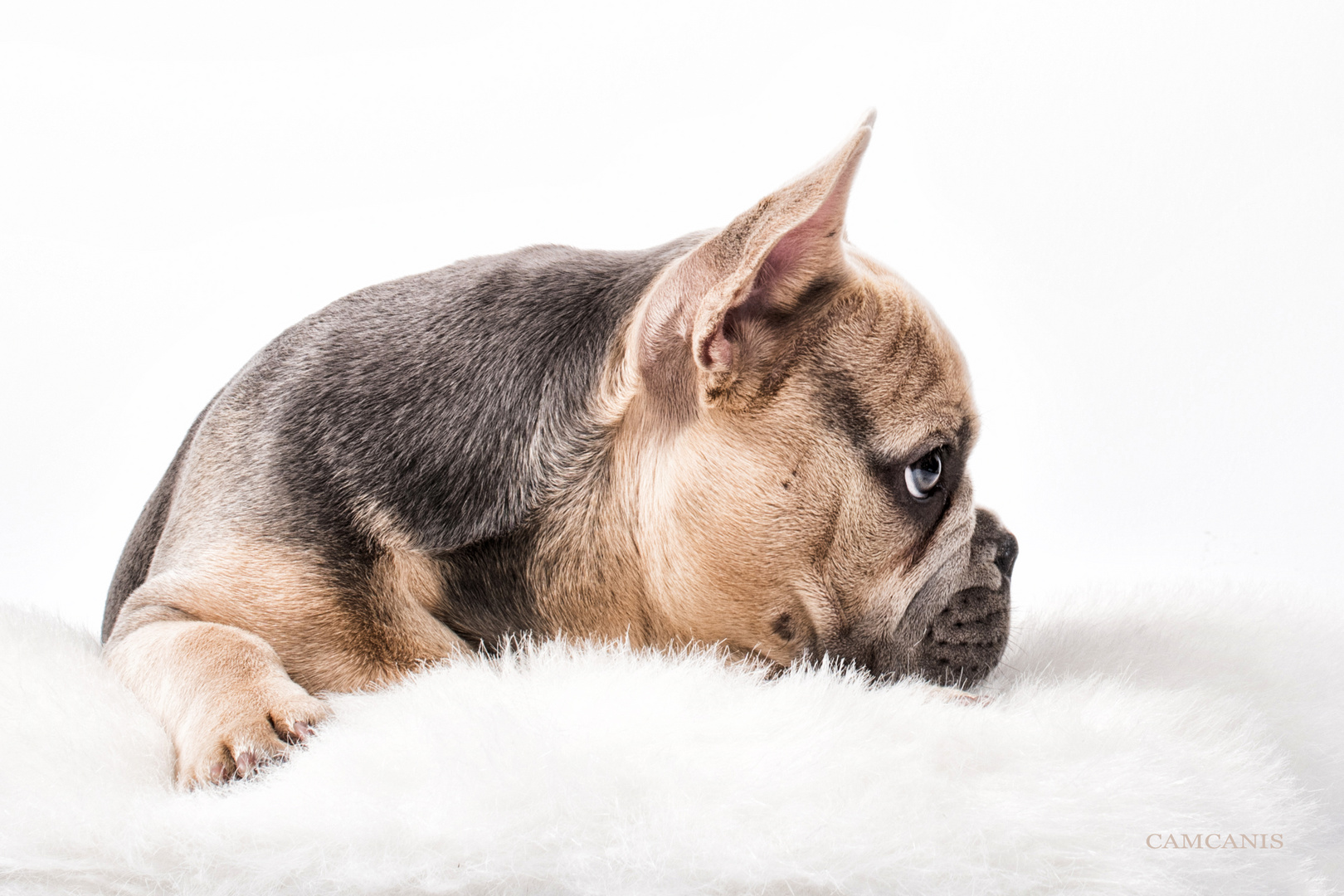 Französische Bulldogge