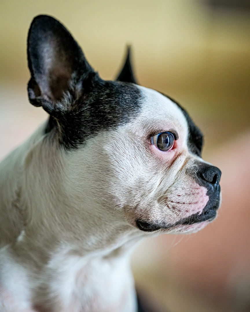 Französische Bulldogge