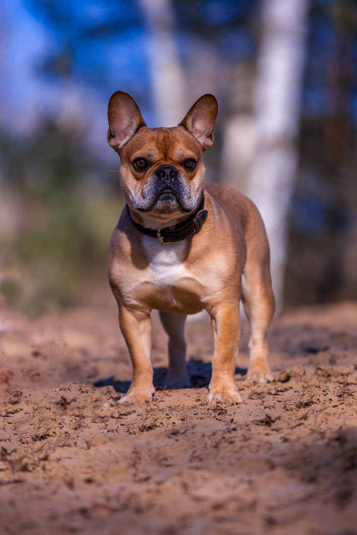 Französische Bulldogge