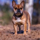 Französische Bulldogge