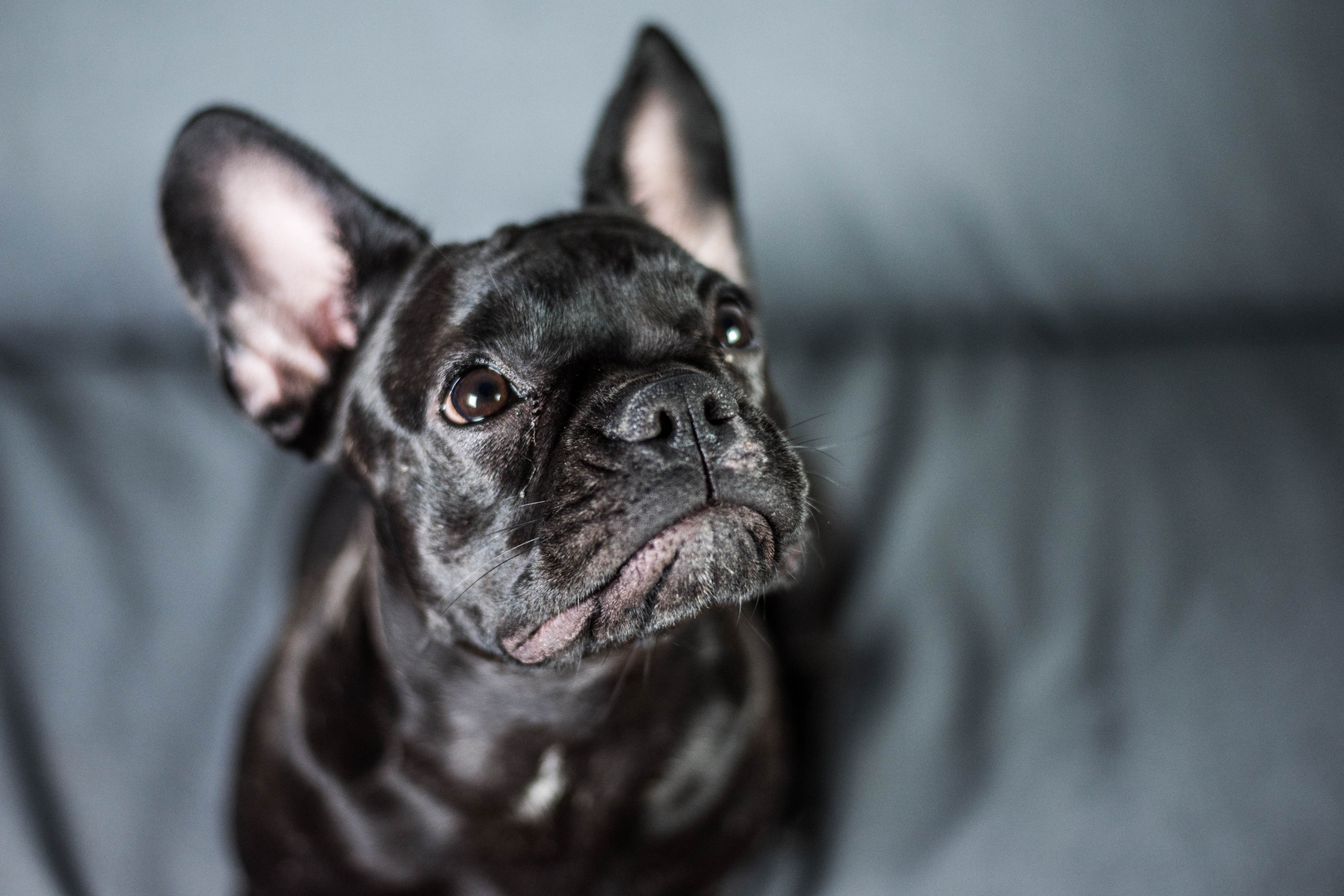 französische bulldogge