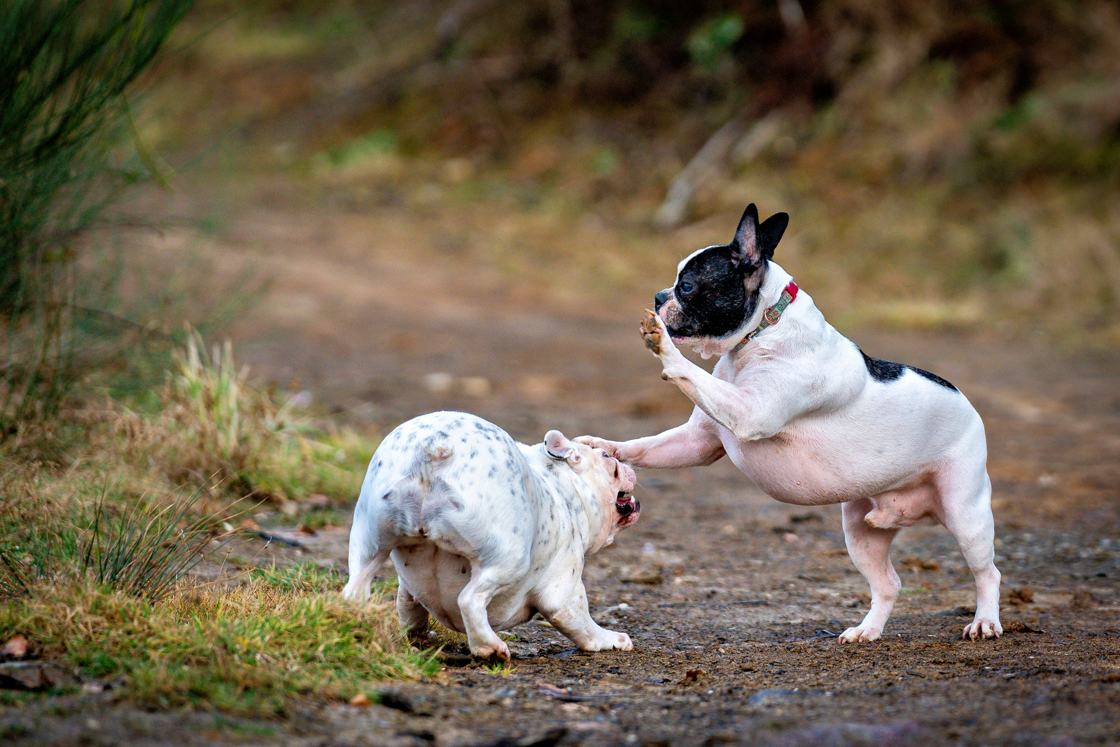 Französische Bulldogge