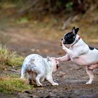 Französische Bulldogge