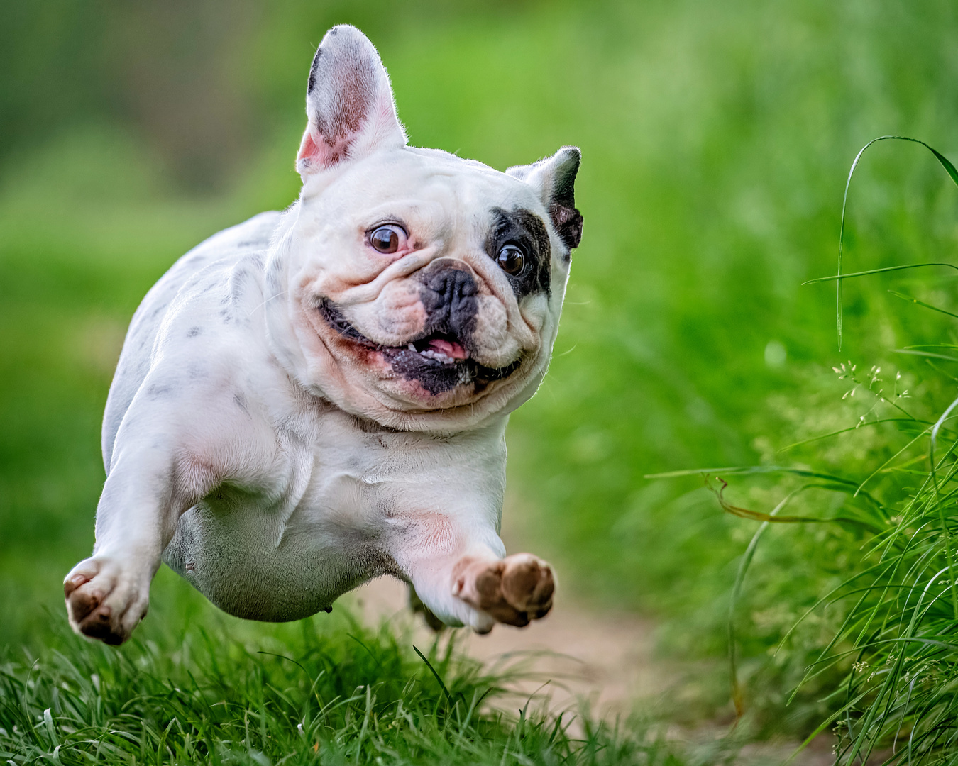 Französische Bulldogge