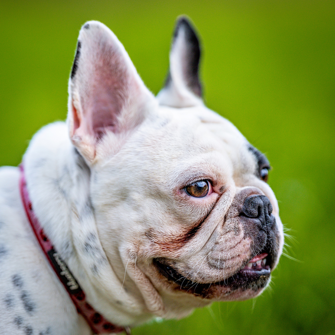 Französische Bulldogge