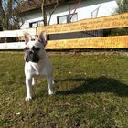 Französische Bulldogge