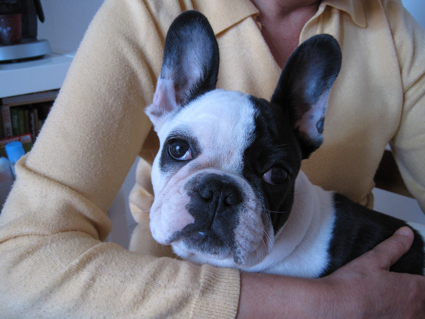 französische bulldogge