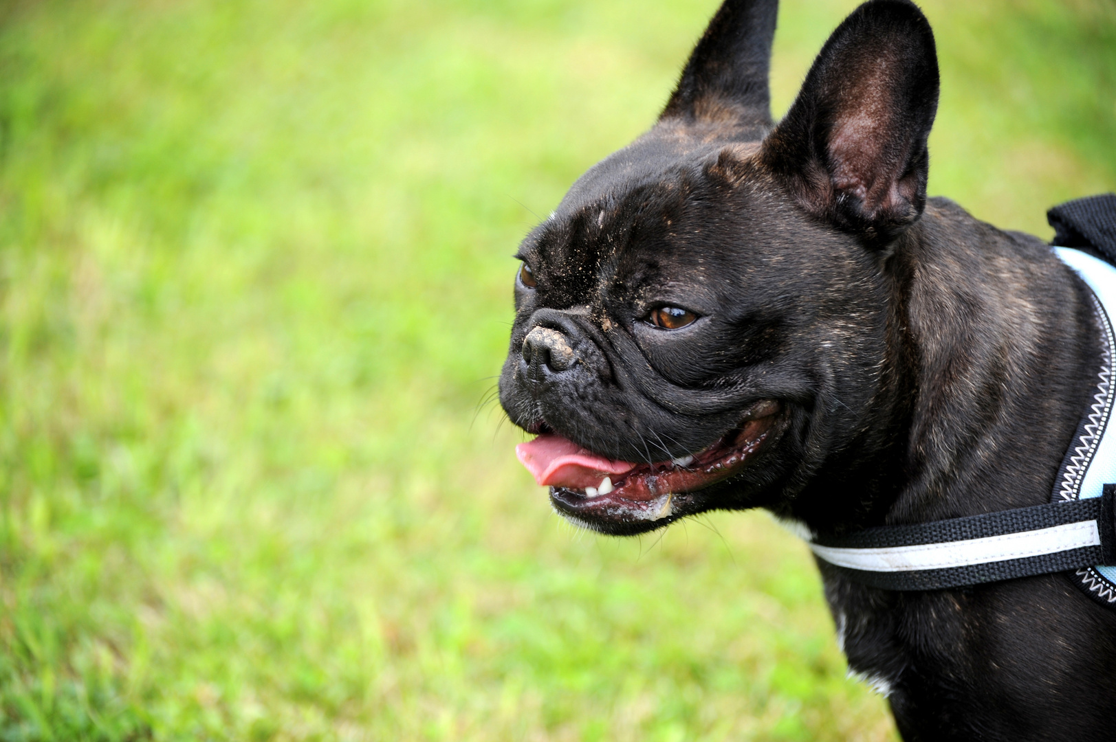 Französische Bulldogge