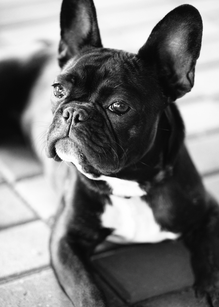 Französische Bulldogge