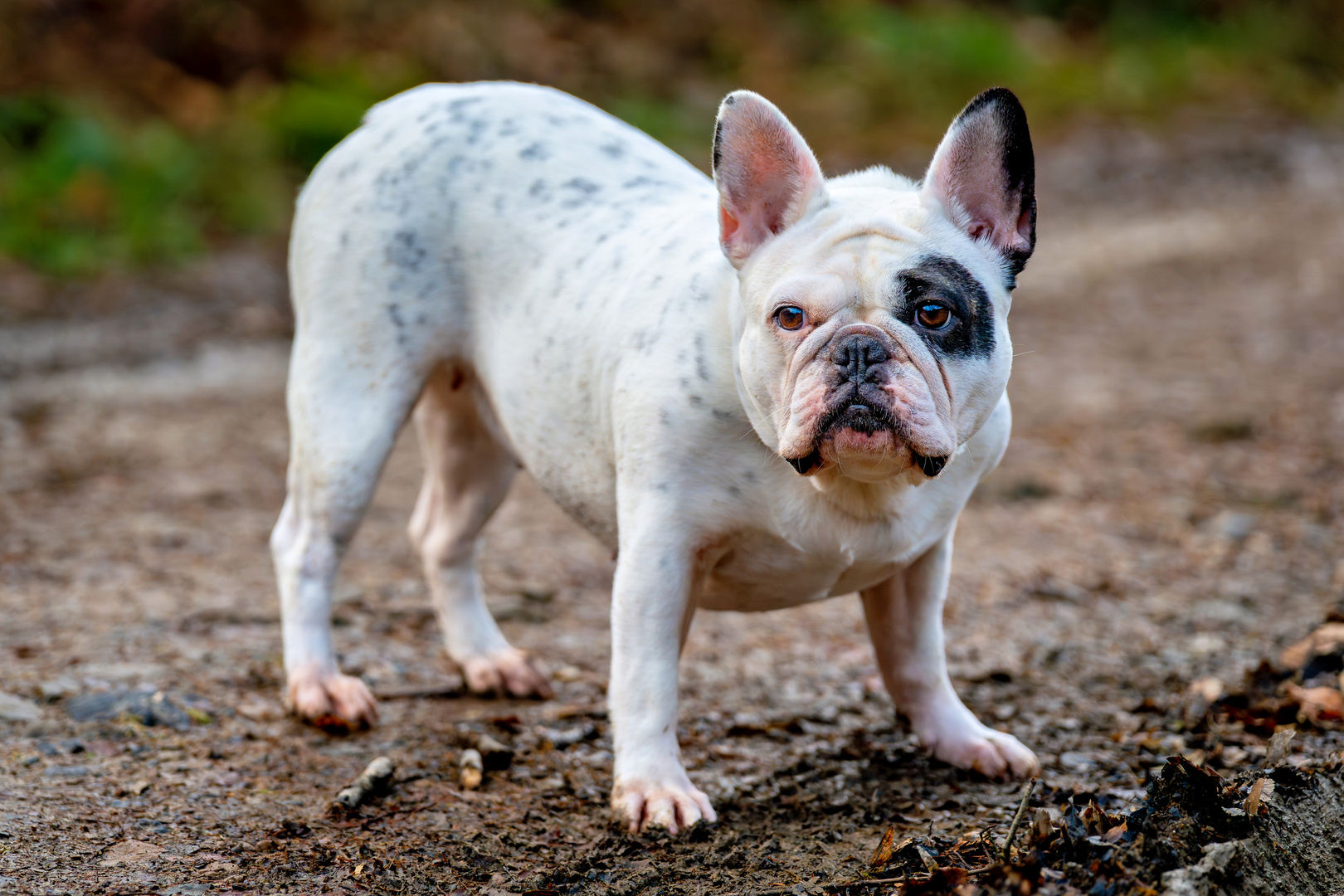 Französische Bulldogge