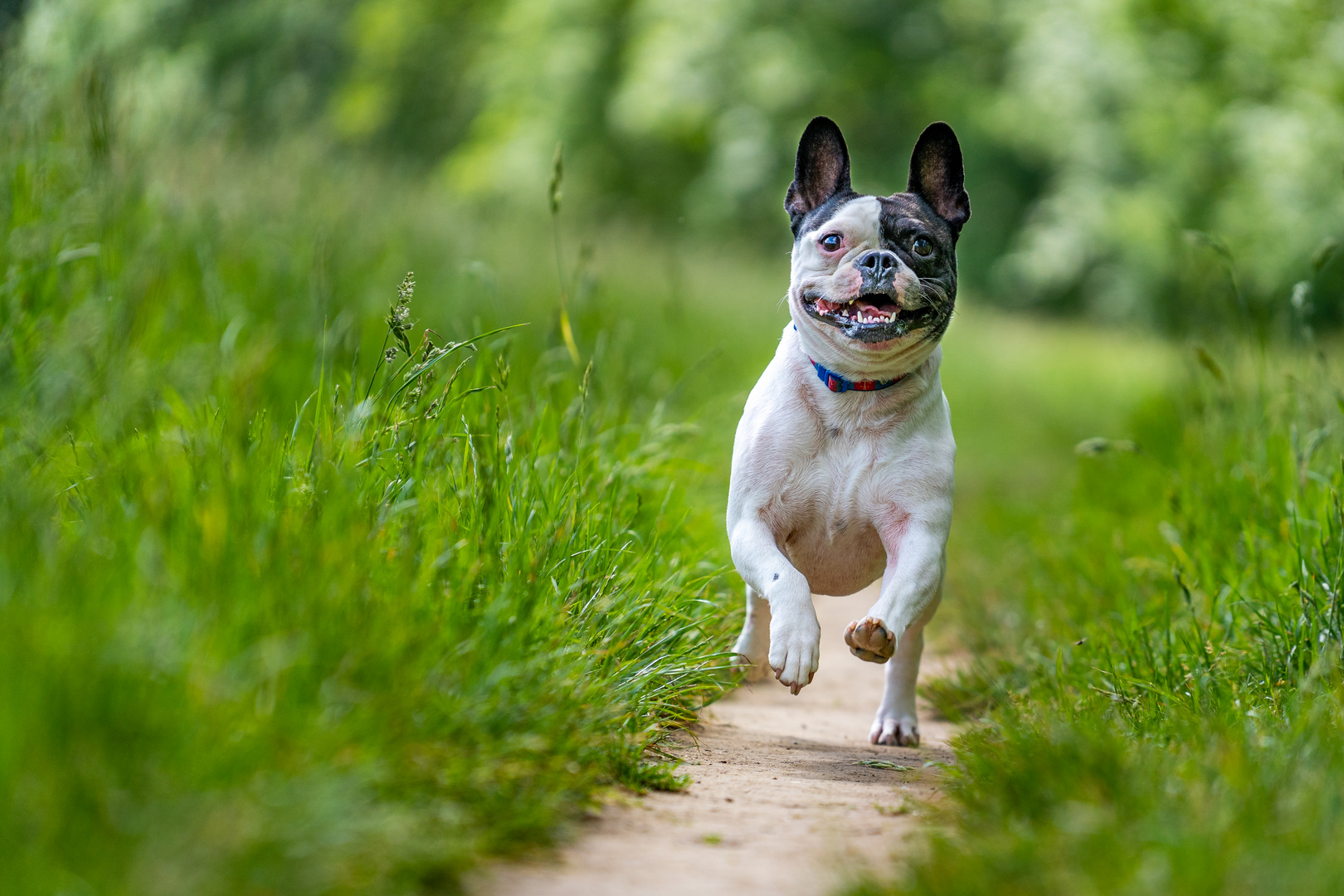 Französische Bulldogge