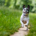 Französische Bulldogge