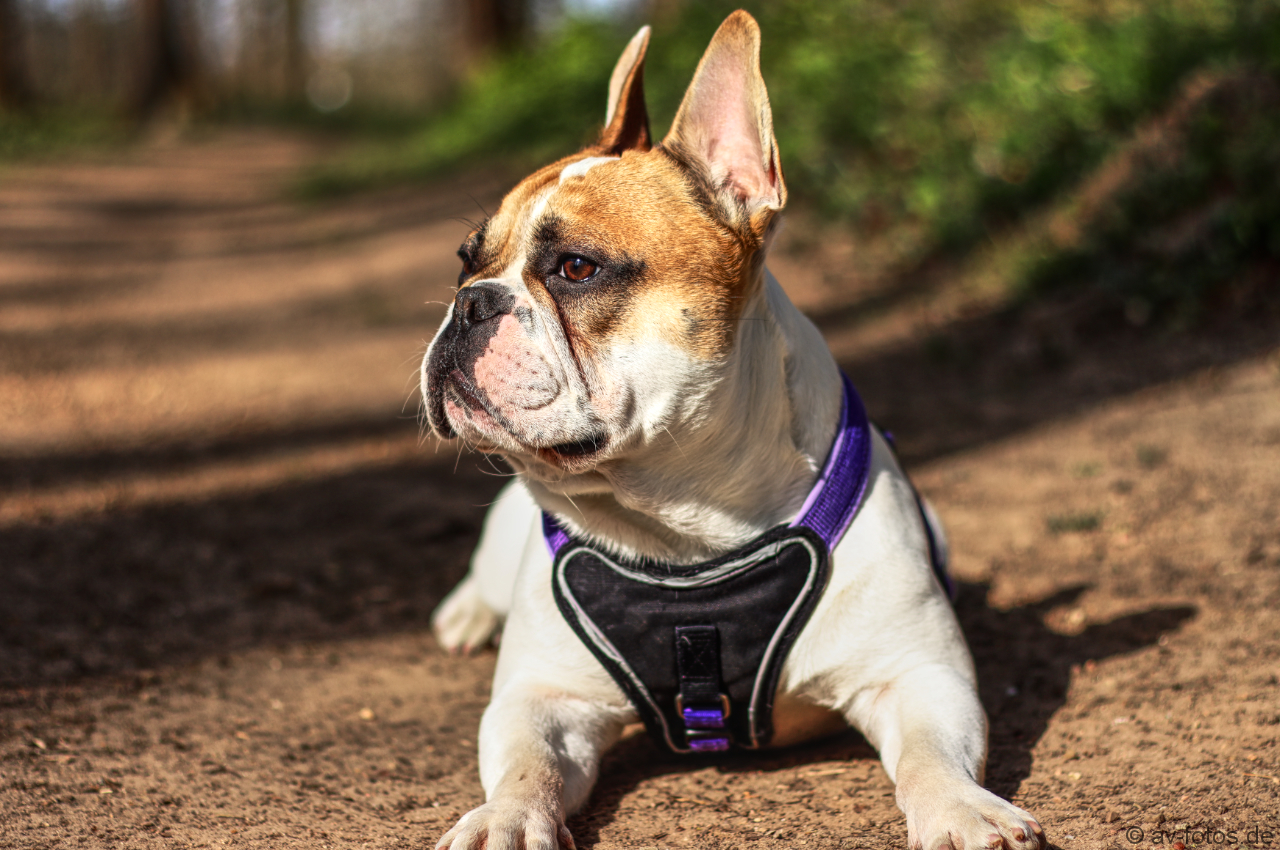 Französische Bulldogge