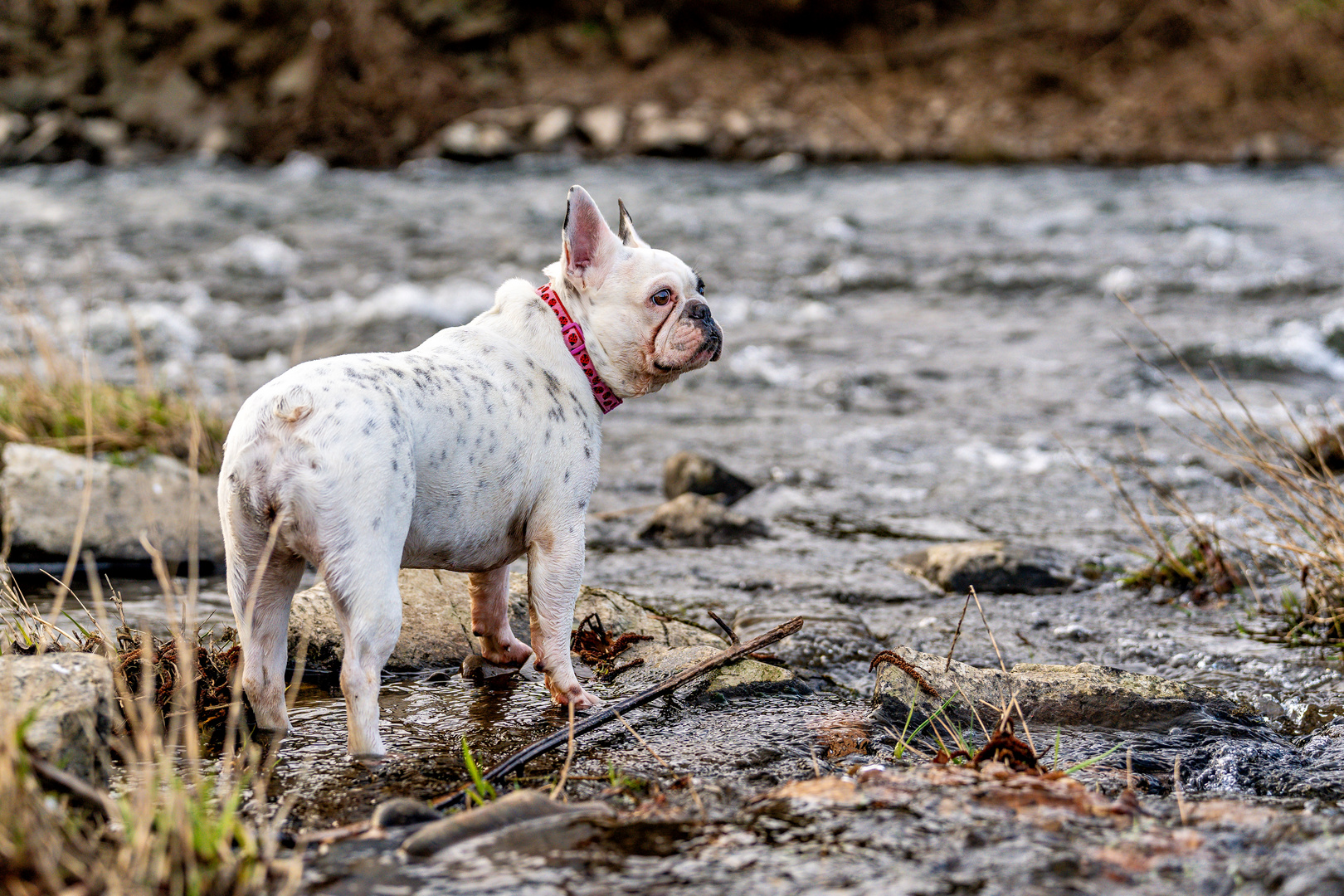 Französische Bulldogge