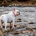 Französische Bulldogge