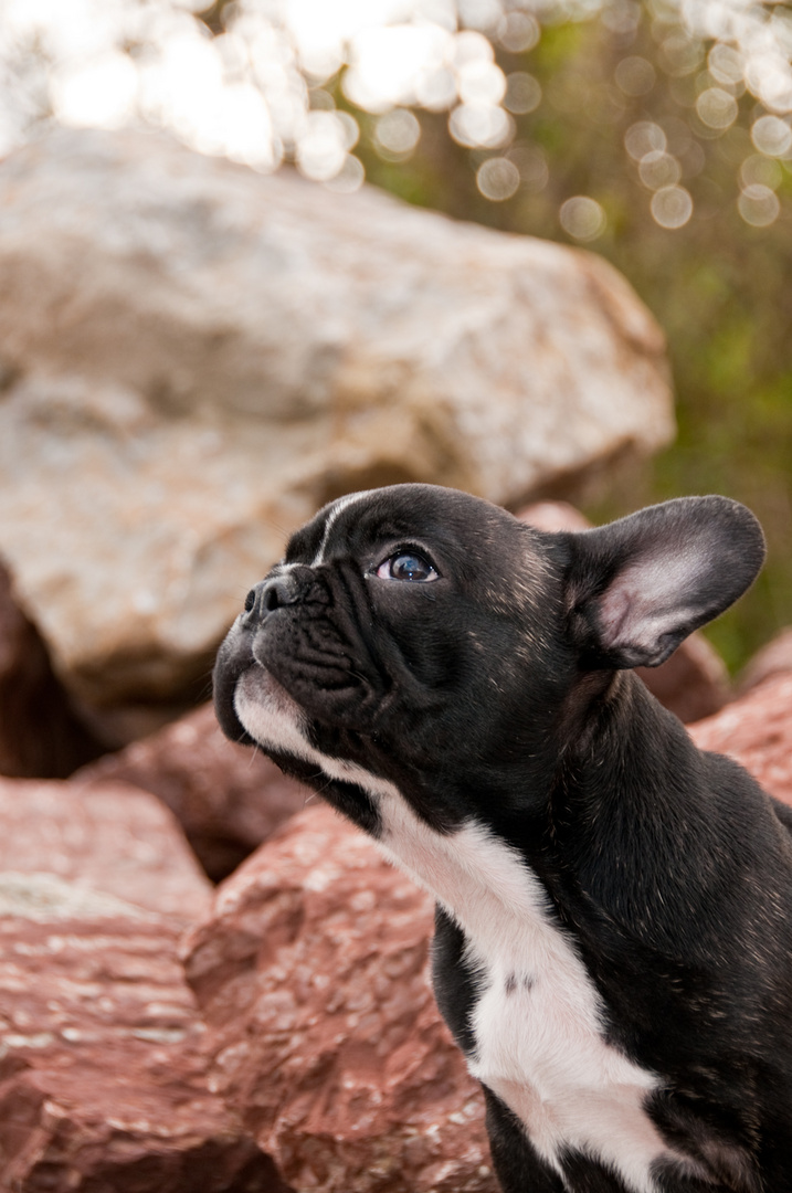 +++ FRANZÖSISCHE BULLDOGGE +++