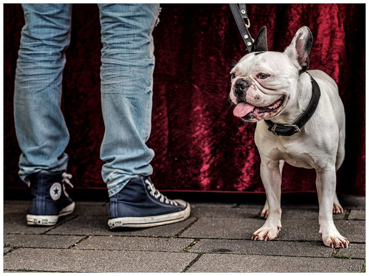 Französische Bulldogge