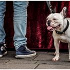 Französische Bulldogge